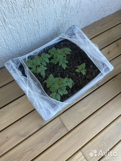 Рассада помидор черри