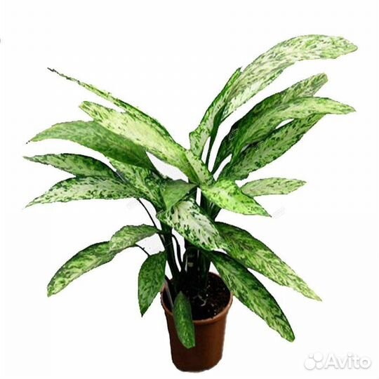 Диффенбахия Везувиус Dieffenbachia Vesuvius 70/17