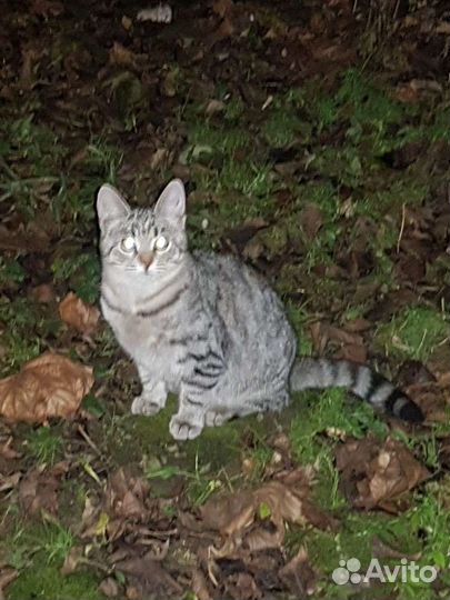 Котенок бенгальская девочка Мэри 10мес