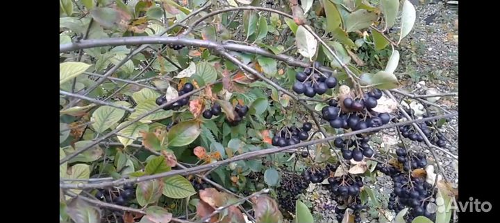 Черноплодная рябина