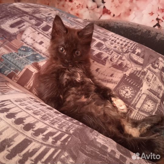 Котята мейн-кун