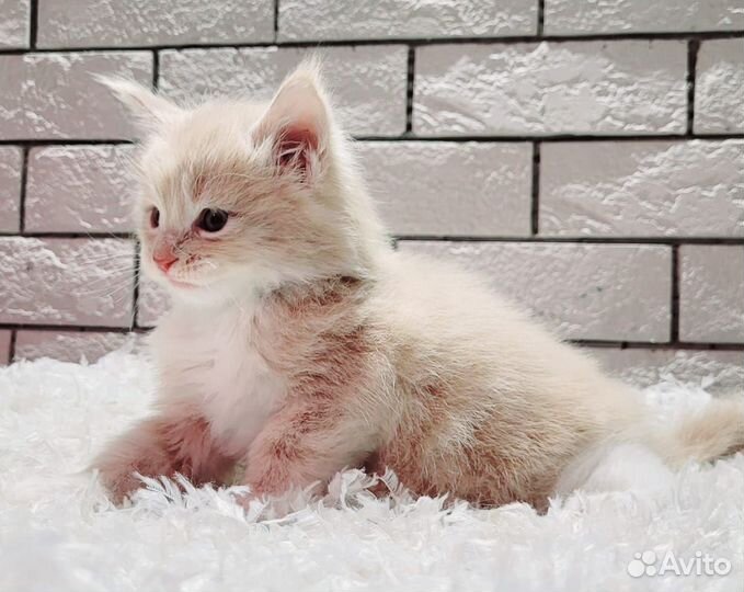 Котята мейн-кун