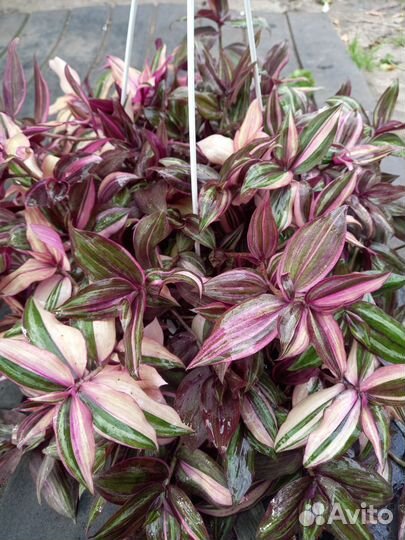 Комнатные растения цветы