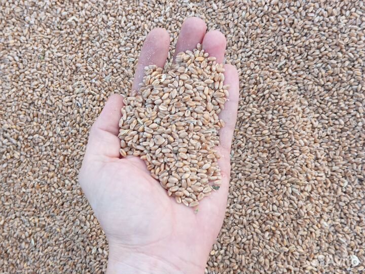 Зерно пшеница