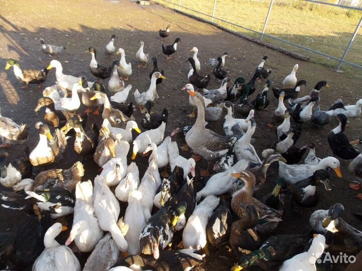 Домашнее инкубационное яйцо