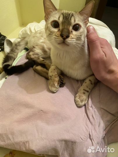 Бенгальский котенок мальчик