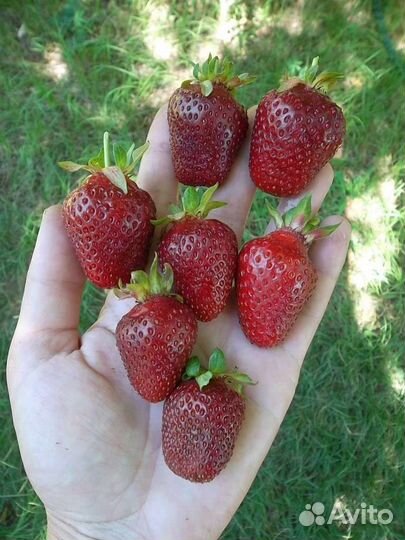 Саженцы малины жёлтой,клубники,голубики,миндаля