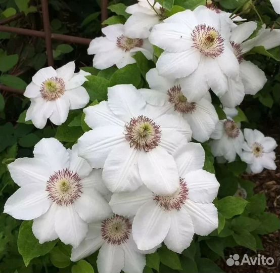 Саженцы клематиса.Много