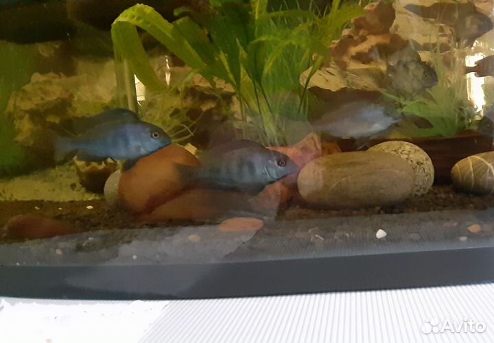 Рыбы дельфины