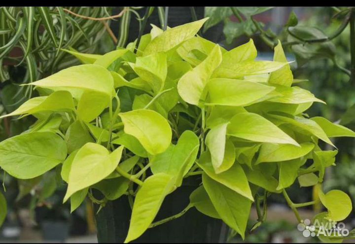 Эпипремнумы (сциндапсусы) разные, Монстера альба