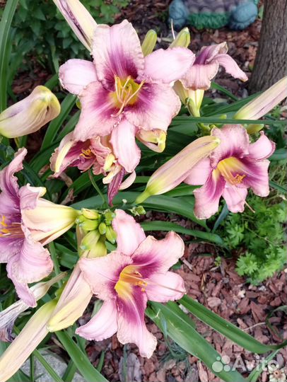 Лилейники сортовые