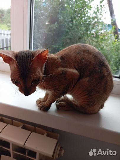 Велюровый сфинкс