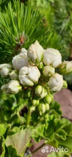 Пеларгония герань