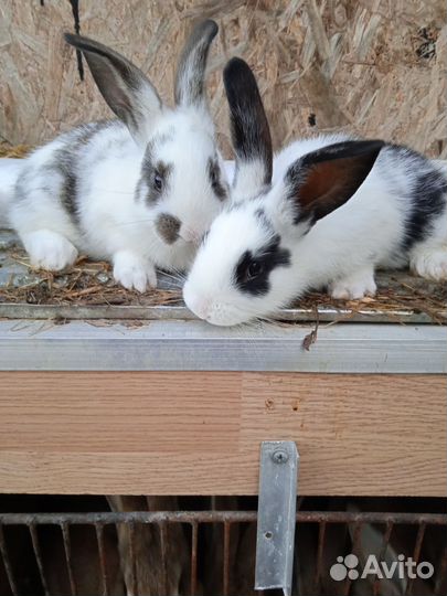 Кролики мясных пород