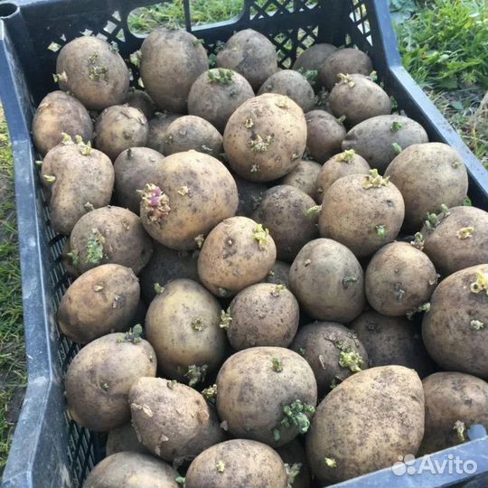 Семенной картофель