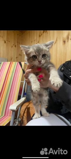 Отдам котенка в добрые руки