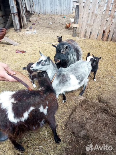 Продам козу, козла, козлят