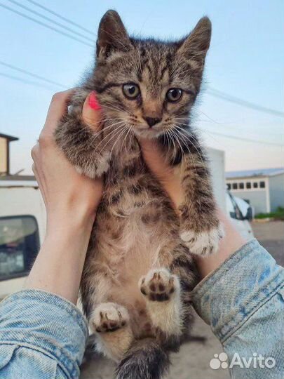 Котята-автомеханики (2,5 месяца)