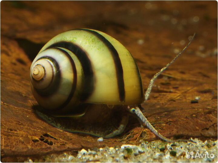 Аквариумные креветки