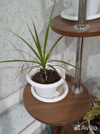 Пальма драцена