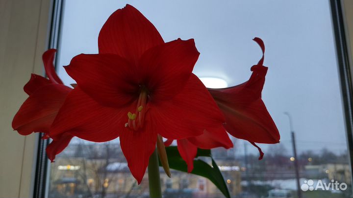 Продам цветы комнатные, Гиппеаструм