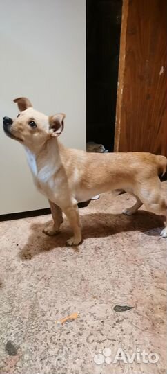 Щенки цверпинчера