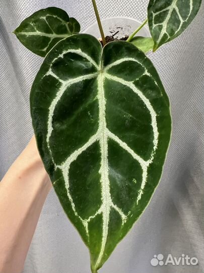 Комнатные цветы-антуриум