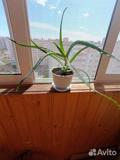 Алоэ вера лечебный