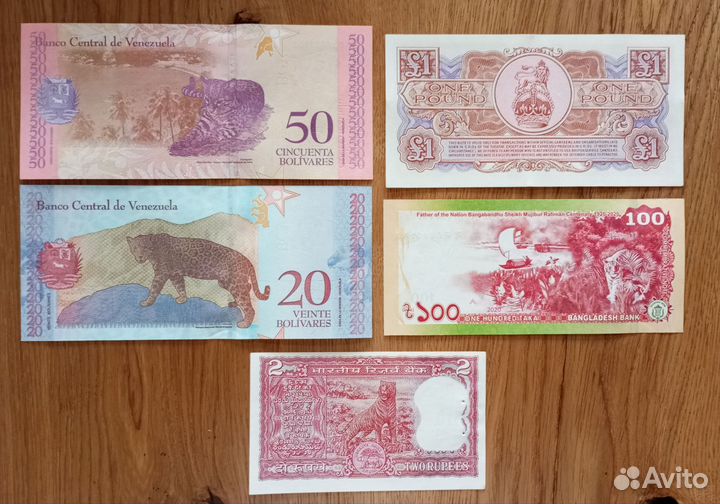 Дикие кошки на банкнотах