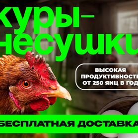 Куры несушки с доставкой