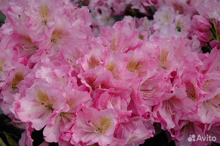 Саженцы рододендрона сцинциллейшн