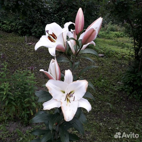 Многолетние садовые цветы