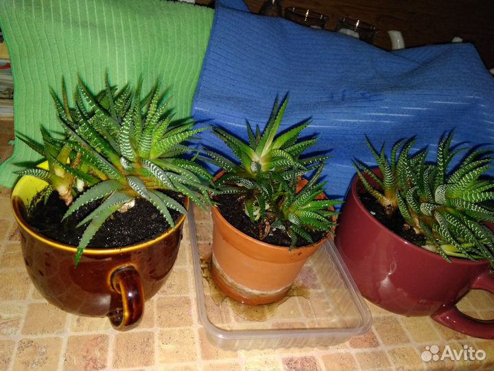 Комнатные растения разные