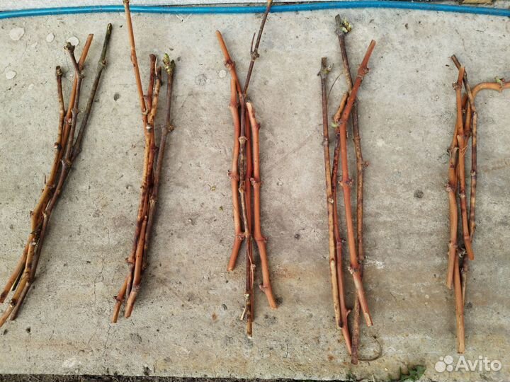 Черенки винограда