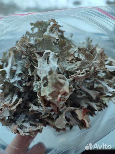 Исландский мох