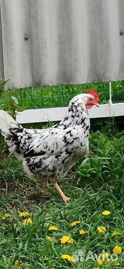 Цыплята легорн долматинец