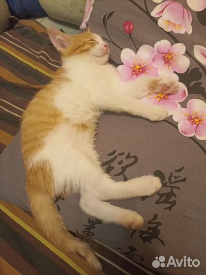 Отдам котенка в добрые руки