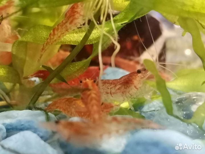 Рыба, креветки