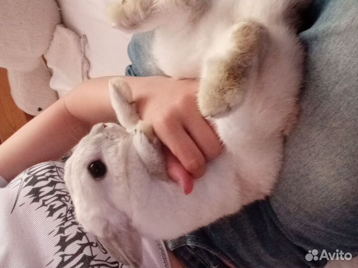 Кролики с вольером