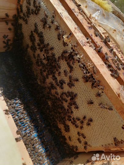 Пчелопакеты среднерусской породы