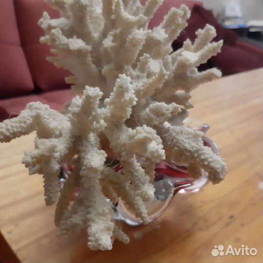 Морские кораллы