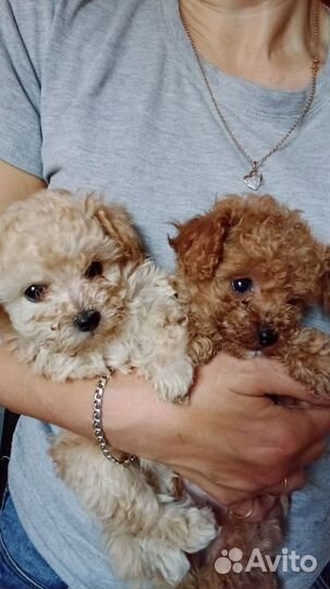 Той-пудель