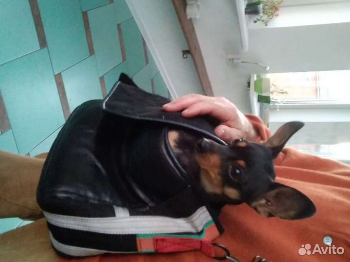 Одежда для маленьких собак