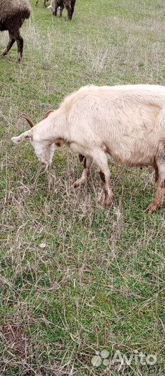 Козы англо нубийские