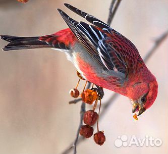 Витамины. Аминокислоты. Натуральные экстраты