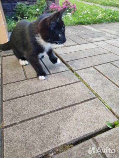 Отдам котенка в добрые руки