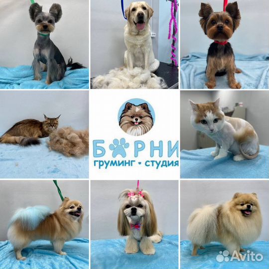 Груминг, стрижка собак и кошек