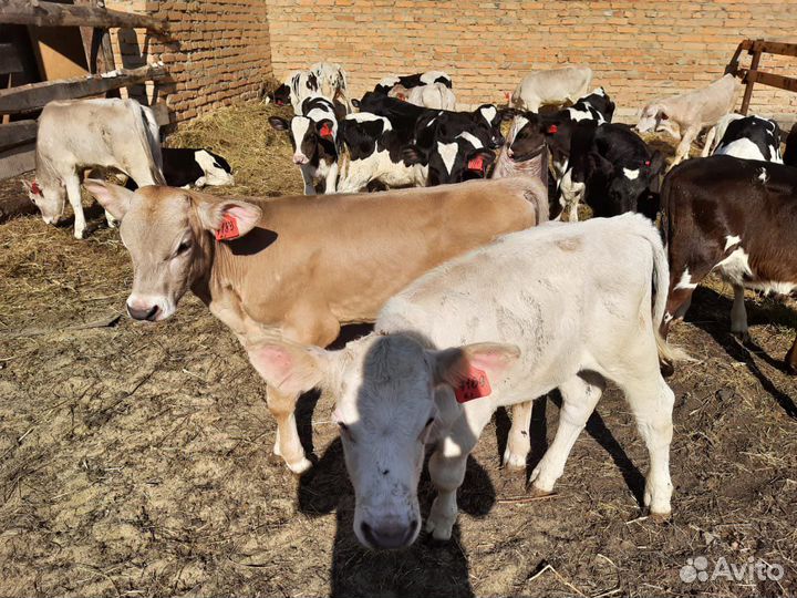 Телята бычки мясные