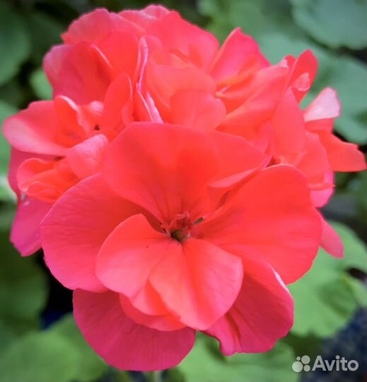 Пеларгония герань сортовая