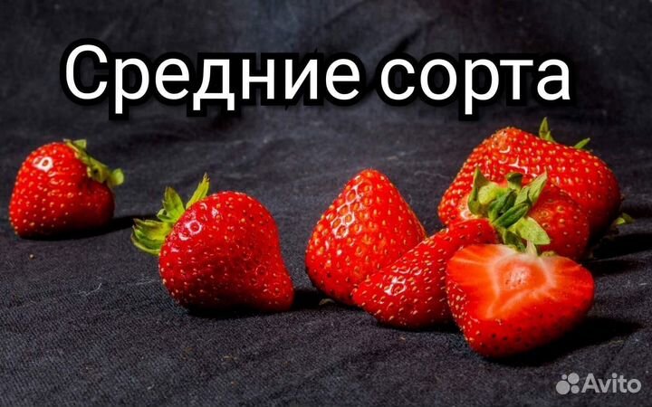 Рассада Саженцы Клубники